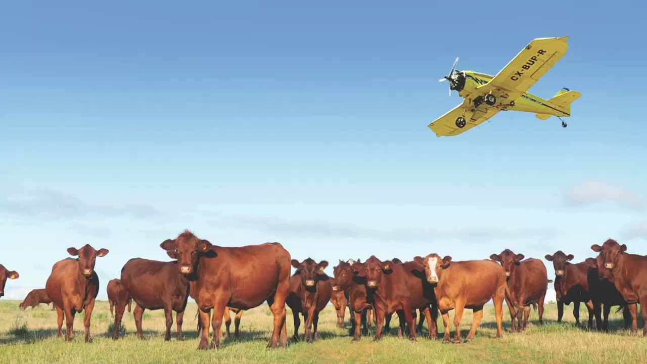 Uruguay: Culture, Economy, and Global Trade | Country Profile