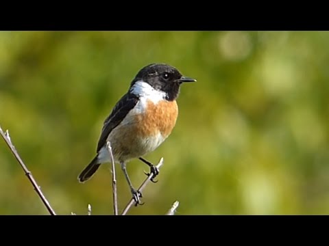 Ptice Hrvatske - Crnoglavi batić, mužjak  (Saxicola rubicola) (Stonechat, male) (1/1)