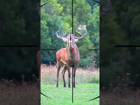 Deer hunting | Caccia al cervo | Chasse au cerf