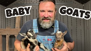 BABY GOATS - GOAT BIRTHING CHAMP on the ALASKAN HOMESTEAD - NIGERIAN DWARF BABIES - SOOOOO ADORABLE!