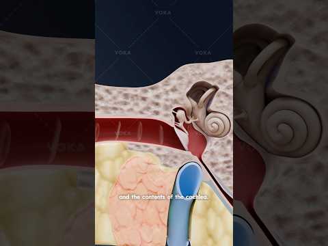 How do we hear? The journey of sound through the ear explained in 3D