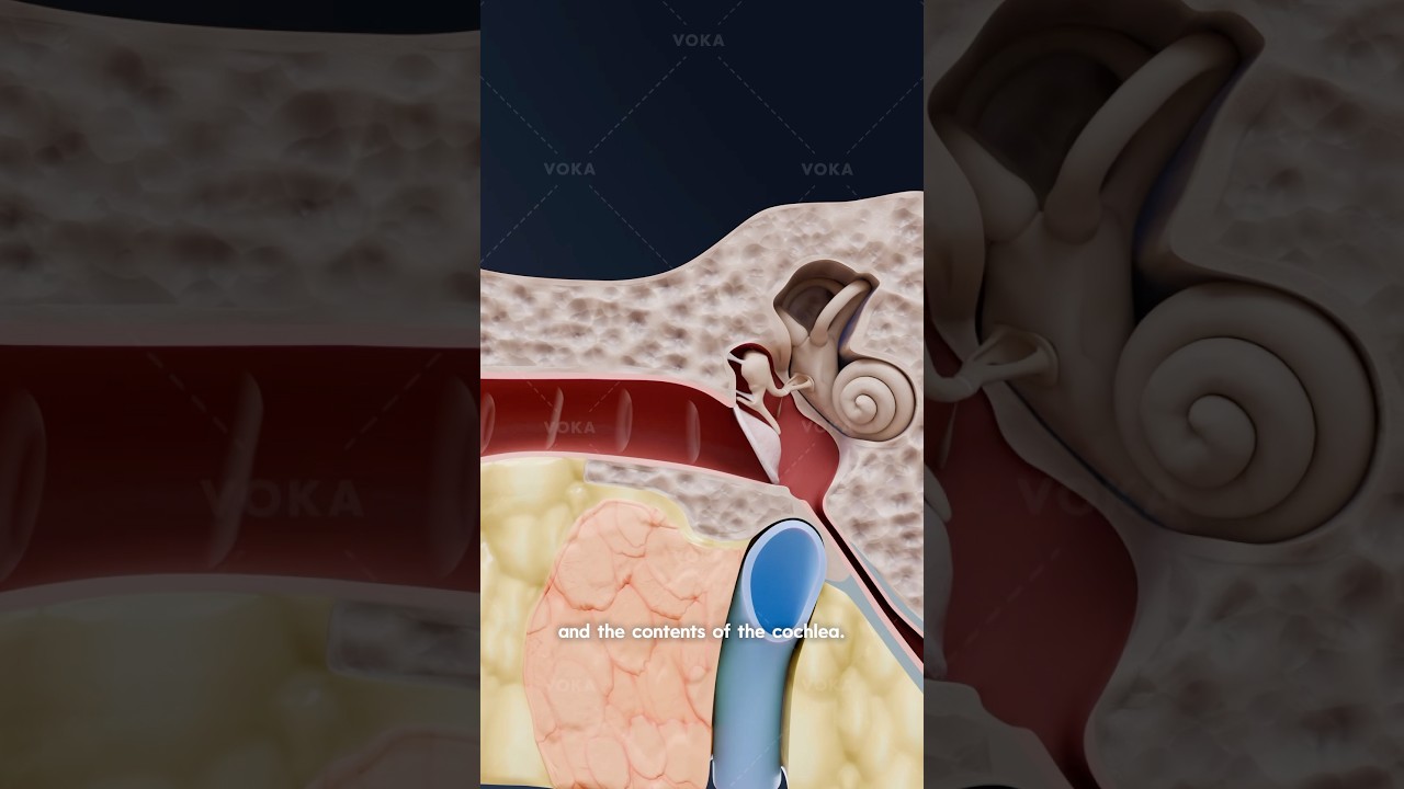 How do we hear? The journey of sound through the ear explained in 3D