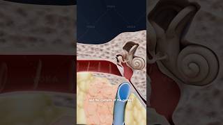 Download lagu How do we hear? The journey of sound through the ear explained in 3D mp3