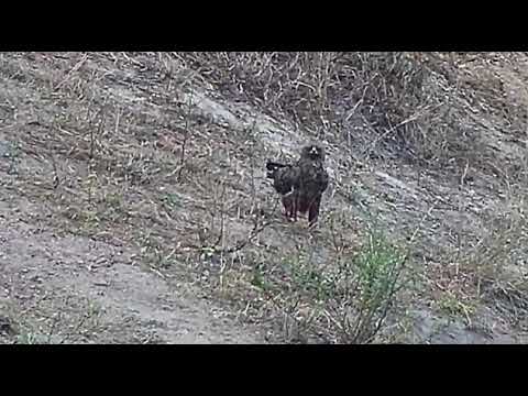 Djuma: Wahlberg's Eagle getting dive bombed by Blacksmith Lapwing - 17:20 - 09/30/20