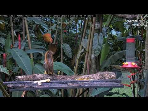 Squirrel Takes Whole Banana 🍌 ... Cornell Lab Panama Fruit Canopy Lodge Feeder 🌸🌴