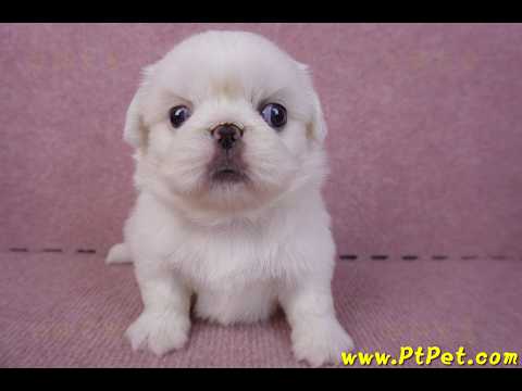 10/31北京狗母幼犬2號