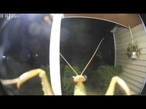 Bugs Make The World Go Round