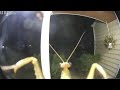 Bugs Make The World Go Round