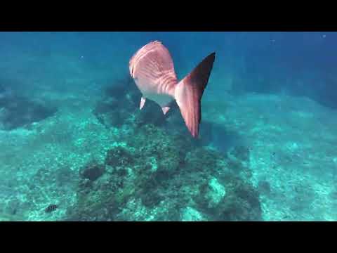 Isla Mujeres and snorkeling in Cozumel (el cielo)