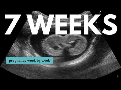 7 Weeks Pregnant 🤰 What to Expect: Changes for You & Baby Development