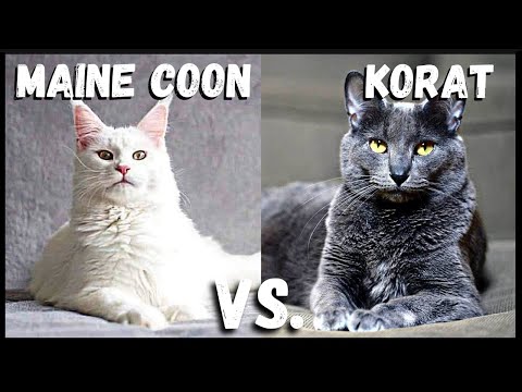 Maine Coon Cat VS. Korat Cat