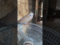 Male Mourning Dove Sound