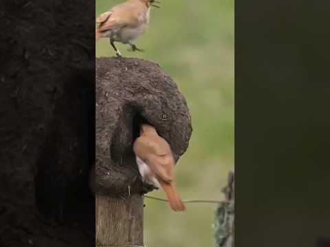 Kenapa Burung Ini Melempar Telur Keluar Sarangnya?#shorts #animals #fyp