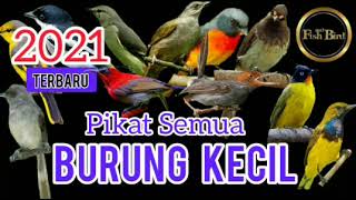 Download lagu pikat semua burung kecil terbaru | Suara pikat paling AMPUH durasi panjang 1 JAM mp3