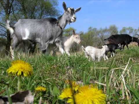 My Choice - Ziehrer: Casimir Waltz