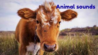 Animal Sounds for Toddlers 🐮🐔 | Learn 20 Farm Animals with Real video | Fun Educational Video