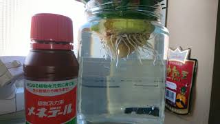 Water bottle pineapple！？のその後２