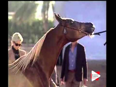 N.182 KUHAILAN AL ARAB - Ajman 2016 - Colts 2 years old (Class 8A)