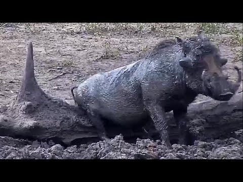 Djuma - Warthogs don't care....they just scratch where it itches. lol