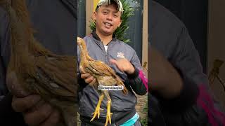 Download lagu AWAS JANGAN SALAH PILIH inilah Ciri - Ciri anakan ayam bangkok yang bagus saat dewasa #fyp #viral mp3