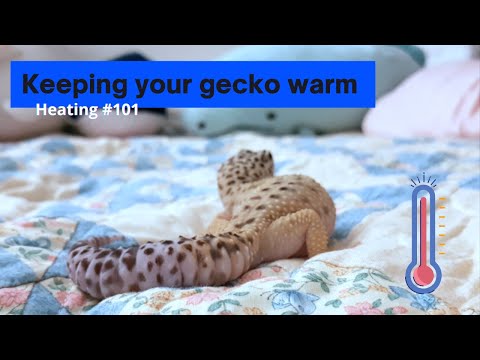 3rd YouTube video about how long can leopard geckos go without heat