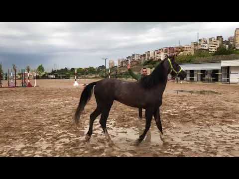 HORSE TRAINING