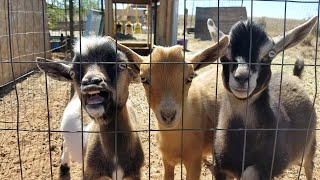 Last Week On Blue Cactus E7- Disbudded The Babies And Wormed The Moms