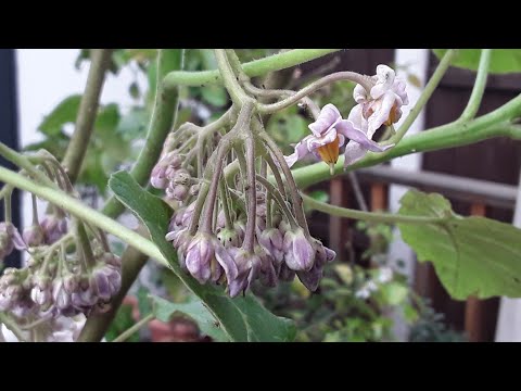 Hardy tamarillo is bursting into flower 🤩🤩