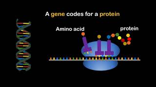Biology yr 3, Chromosomes, genes and alleles