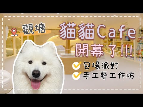 放狗好去處🐙｜觀塘貓貓Cafe開幕了！｜動物穴 Groomy Pet Shop｜西摩犬Tako｜@big_dog_channel