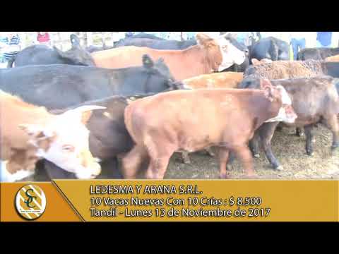 13-11-17 Venta de Vientres - Ledesma y Arana S.R.L. - Tandil