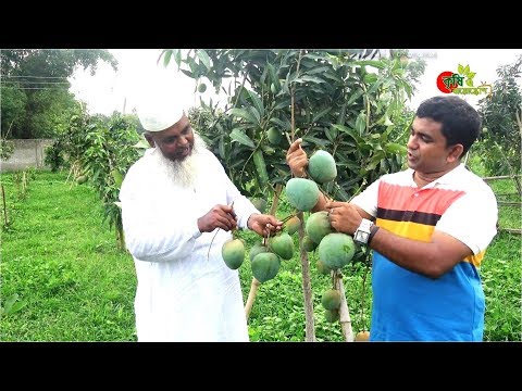 (ফ্লোরিডার এম ৩৮৯৬ X আশ্বিনা) = বারি আম-৪----আম গাছ লাগালে এই বারি আম-৪ লাগান