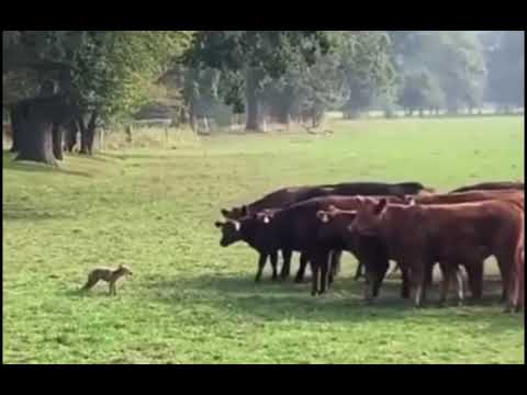 Jamaican animal voiceover -REAL BADMAN