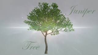 Woman To Woman - Beverley Craven, Julia Fordham, Judie Tzuke &amp; Rumer - Juniper Tree