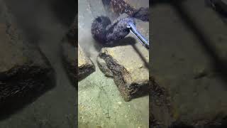 I catching seafood on the seafloor-P1024.#fishing #ocean #deepsea #nature #beach