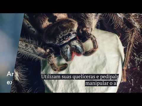 Aracnídeos: entenda o que são e a sua importância