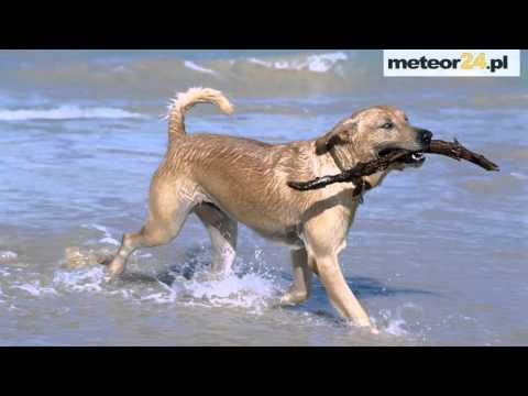 Kemping Ada - Sarbinowo meteor24.pl