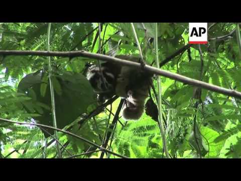 Saving the Slow Loris