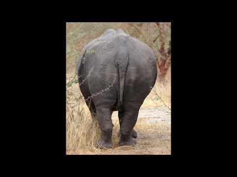 Silk and Cotton, Trampel