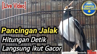 Download lagu PANCINGAN JALAK SUREN MACET BUNYI mp3 Download lagu PANCINGAN JALAK SUREN MACET BUNYI mp3