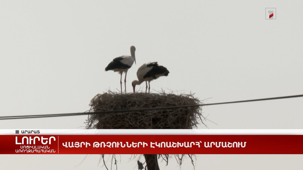 Վայրի թռչունների էկոաշխարհ՝ Արմաշում