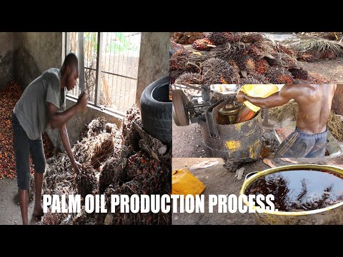 Palm oil production process #2 #hardworking #palmoil #palmoilmill #nigeria