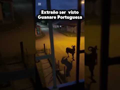 Esto sucedio en Guanare Portuguesa!!