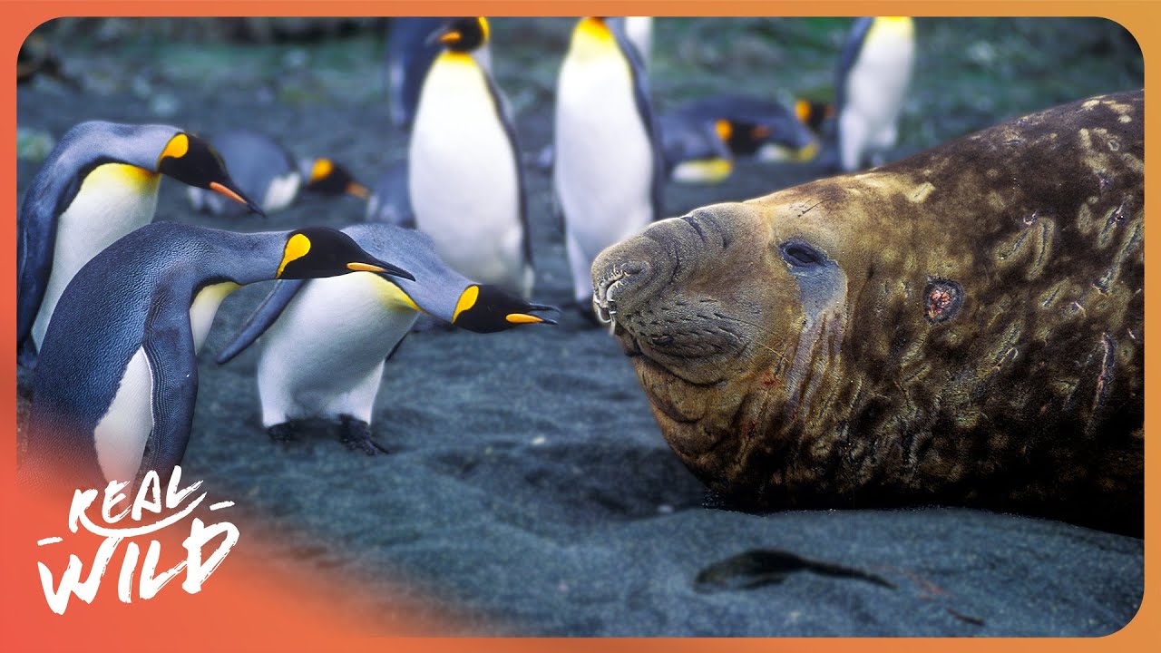 WILD ANTARCTICA | Survival In The Harshest Place On Earth | 4K