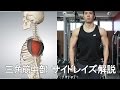 三角筋中部を鍛えるサイドレイズのやり方【解説】