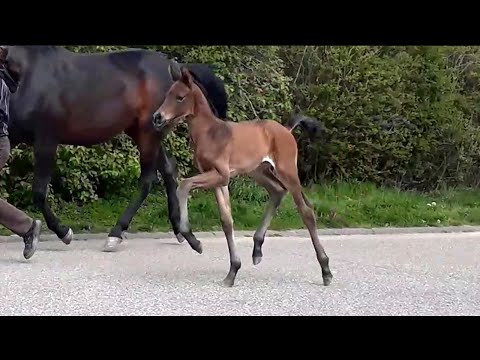 Hengstfohlen von Escolar aus der Hann.Pr.St. Fine Fleur von Finest 2022 (4 Tage alt)