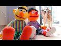 Funny Dogs Vs Bert Ernie Prank Beagles Louie And Marie