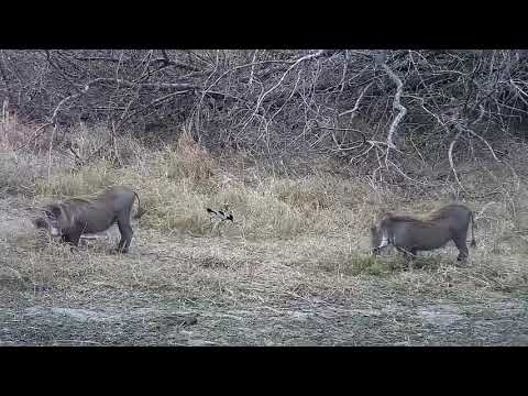 Djuma: Warthogs - 13:29 - 09/18/21