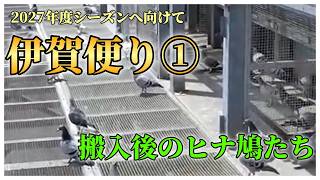 2027年度国際委託鳩舎「伊賀便り①」（搬入後のヒナ鳩たち）