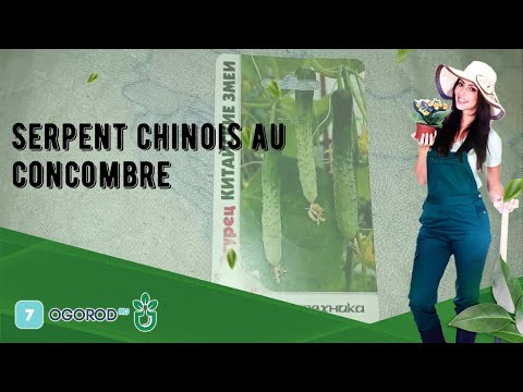 , title : 'Serpent chinois au concombre'